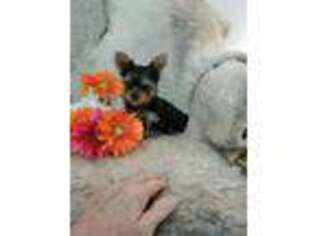 Yorkshire Terrier Puppy for sale in Kinards, SC, USA