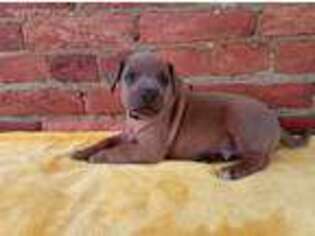 Rhodesian Ridgeback Puppy for sale in Peach Bottom, PA, USA
