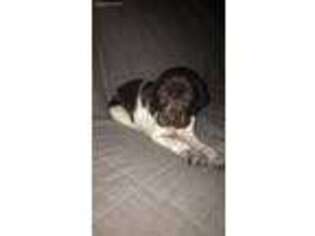 German Shorthaired Pointer Puppy for sale in Everett, PA, USA