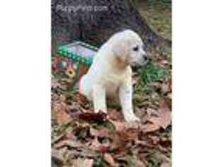 Labrador Retriever Puppy for sale in Lovelady, TX, USA