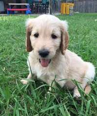 Goldendoodle Puppy for sale in Rowlett, TX, USA