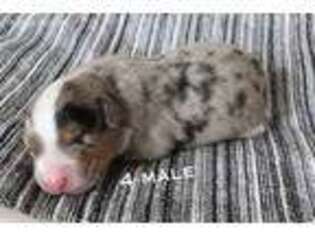 Australian Shepherd Puppy for sale in Avoca, IA, USA