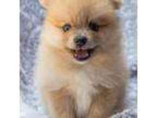 Pomeranian Puppy for sale in Blue Springs, MO, USA