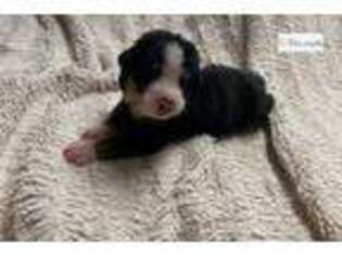 Greater Swiss Mountain Dog Puppy for sale in Unknown, , USA