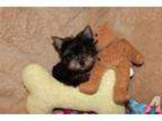 Yorkshire Terrier Puppy for sale in PANAMA CITY, FL, USA