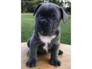French Bulldog Puppy for sale in Greenville, KY, USA