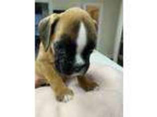 Boxer Puppy for sale in Gulfport, MS, USA
