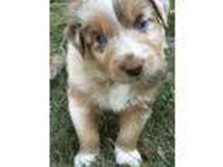 Australian Shepherd Puppy for sale in Greensboro, GA, USA