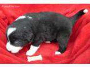Border Collie Puppy for sale in Everson, WA, USA