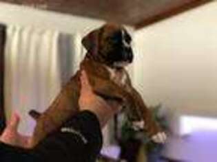 Boxer Puppy for sale in Chicago, IL, USA