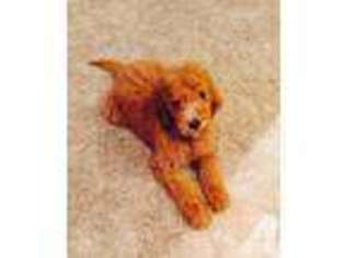 Labradoodle Puppy for sale in PEORIA, AZ, USA