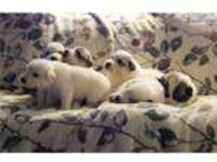Great Pyrenees Puppy for sale in Portland, OR, USA