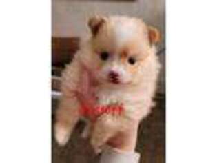 Pomeranian Puppy for sale in Indianola, IA, USA