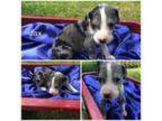Great Dane Puppy for sale in Alvin, TX, USA