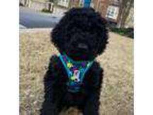 Labradoodle Puppy for sale in Mableton, GA, USA