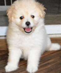 Mutt Puppy for sale in Osprey, FL, USA