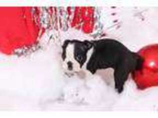 Boston Terrier Puppy for sale in Southfield, MI, USA