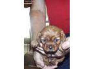 Cavalier King Charles Spaniel Puppy for sale in Maysville, GA, USA