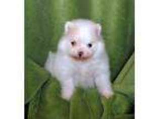 Pomeranian Puppy for sale in Kalama, WA, USA