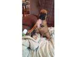 Boxer Puppy for sale in Akron, CO, USA
