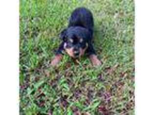 Rottweiler Puppy for sale in Vincentown, NJ, USA