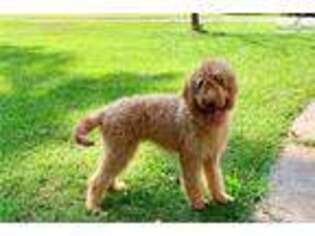 Goldendoodle Puppy for sale in Atlanta, GA, USA