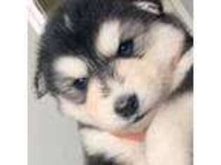 Alaskan Malamute Puppy for sale in Georgetown, KY, USA