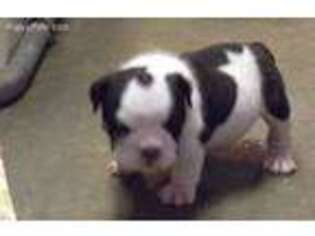 Bulldog Puppy for sale in Highland, IL, USA