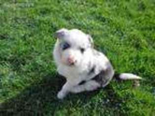 Border Collie Puppy for sale in Oakhurst, CA, USA