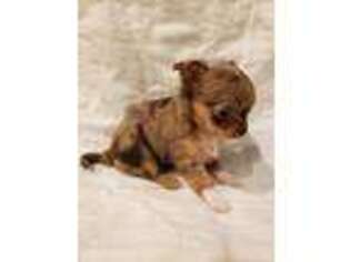 Chihuahua Puppy for sale in Pelham, GA, USA