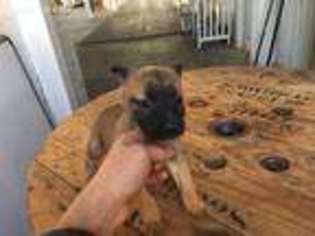 Belgian Malinois Puppy for sale in Newark, NJ, USA