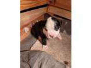 Boxer Puppy for sale in Naperville, IL, USA
