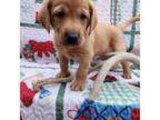 Labrador Retriever Puppy for sale in Buffalo, NY, USA