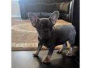 French Bulldog Puppy for sale in Brownsburg, IN, USA