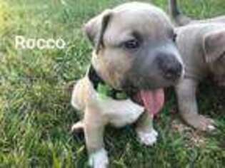 American Staffordshire Terrier Puppy for sale in Sacramento, CA, USA