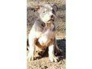 American Bulldog Puppy for sale in Tupelo, MS, USA