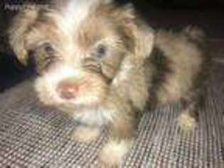 Yorkshire Terrier Puppy for sale in Gallatin, TN, USA