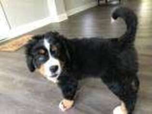 Bernese Mountain Dog Puppy for sale in Lawrenceville, GA, USA