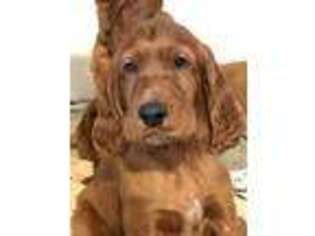 Irish Setter Puppy for sale in Wilmington, OH, USA