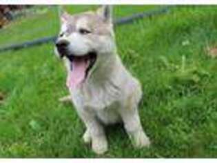 Siberian Husky Puppy for sale in Seattle, WA, USA
