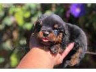 Rottweiler Puppy for sale in Upland, CA, USA