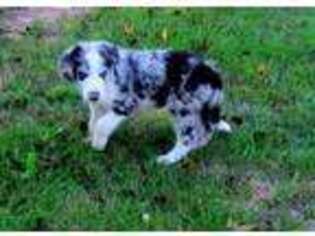 Border Collie Puppy for sale in Cassville, MO, USA