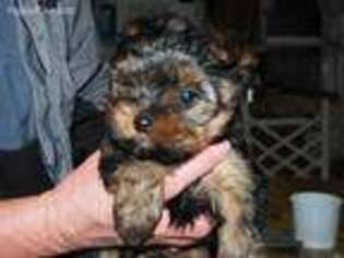 Yorkshire Terrier Puppy for sale in Shakopee, MN, USA