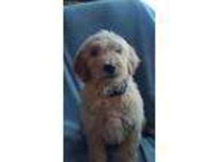 Goldendoodle Puppy for sale in Camden, NY, USA