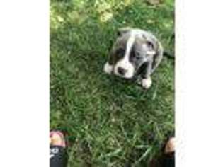 Mutt Puppy for sale in Hightstown, NJ, USA
