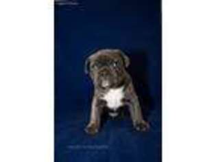 French Bulldog Puppy for sale in Everett, WA, USA