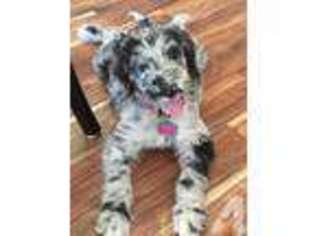 Mutt Puppy for sale in HARTFORD, KY, USA