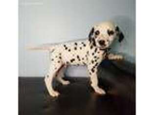 Dalmatian Puppy for sale in Goshen, IN, USA