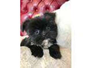 Shorkie Tzu Puppy for sale in Fort Collins, CO, USA