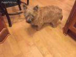 Cairn Terrier Puppy for sale in Fort Collins, CO, USA